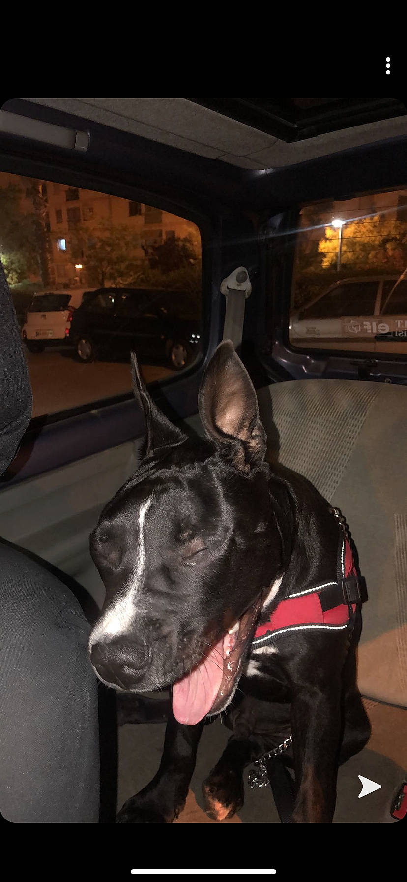 Heros a rejoint le concours — aidez-le/la à gagner de superbes lots ! canidae, car, carnivore, collar, companion_dog, dog, dog_breed, dog_collar, guard_dog, light, non_sporting_group, picture_frame, snout, sporting_group, vehicle, wheel, whiskers, window, working_animal, working_dog