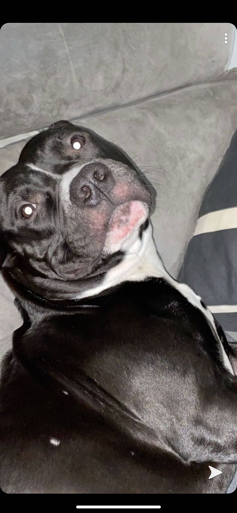 Heros a rejoint le concours — aidez-le/la à gagner de superbes lots ! borador, canidae, carnivore, comfort, companion_dog, couch, dog, dog_breed, fawn, fur, grey, guard_dog, jaw, liver, non_sporting_group, snout, sporting_group, whiskers, working_animal, wrinkle