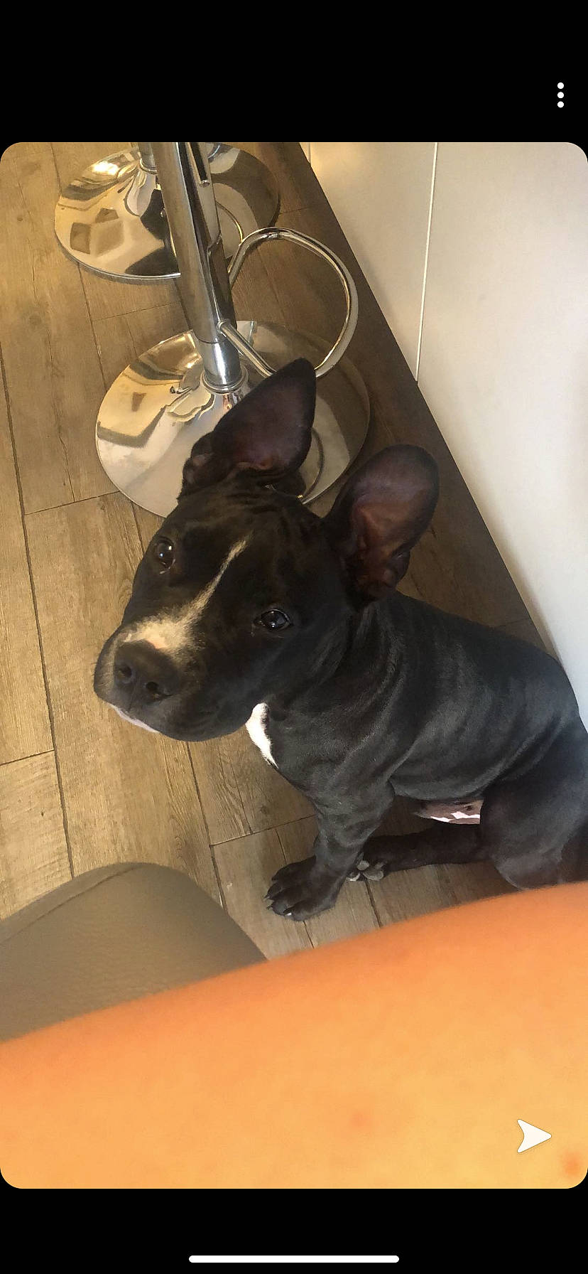 Heros participe au concours pour gagner de l'argent avec cette photo : canidae, carnivore, collar, comfort, companion_dog, dog, dog_breed, ear, fawn, floor, flooring, guard_dog, kitchen_appliance, kitchen_utensil, serveware, snout, sporting_group, tableware, whiskers, working_animal