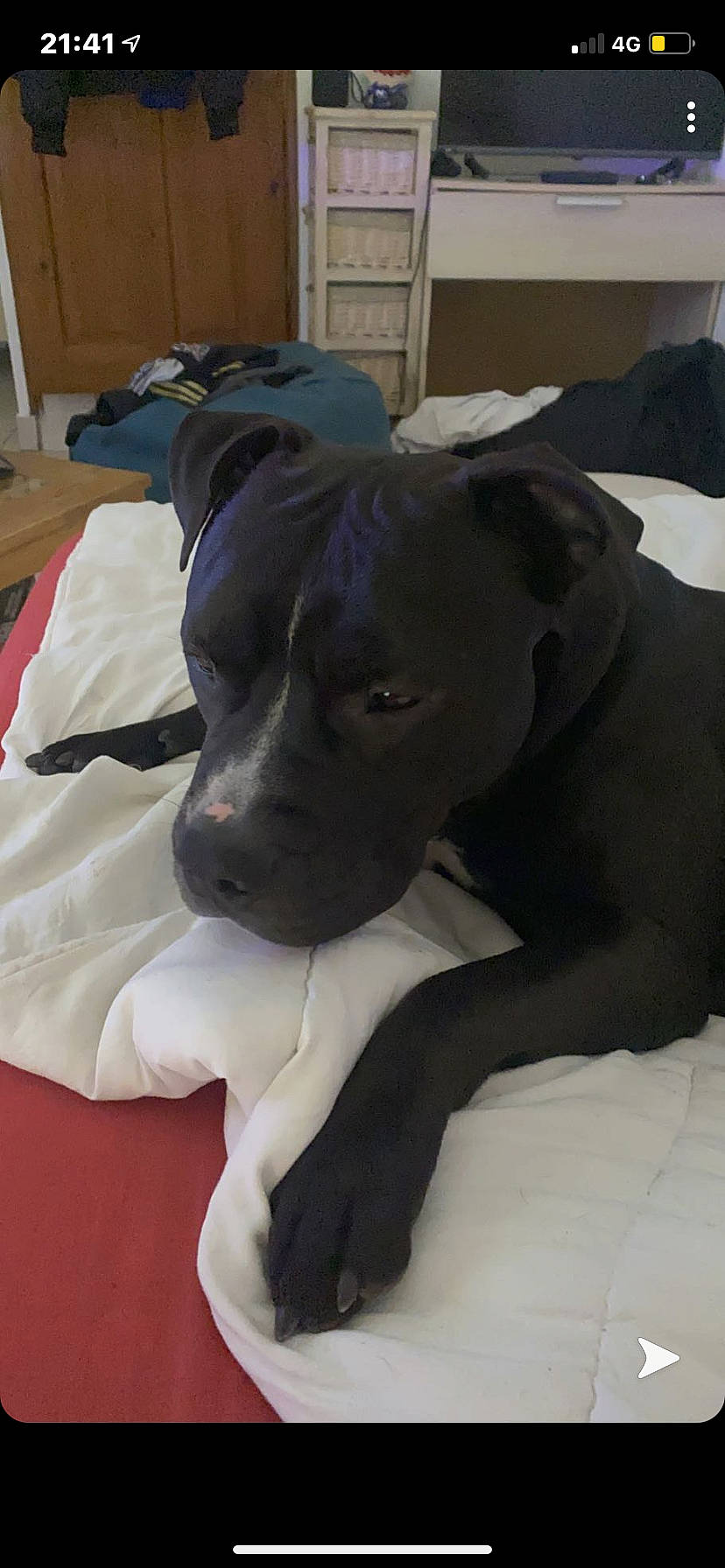 Heros a rejoint le concours — aidez-le/la à gagner de superbes lots ! borador, canidae, carnivore, collar, comfort, companion_dog, dog, dog_breed, dog_collar, dog_supply, fawn, fur, non_sporting_group, pet_supply, snout, sporting_group, whiskers, working_animal