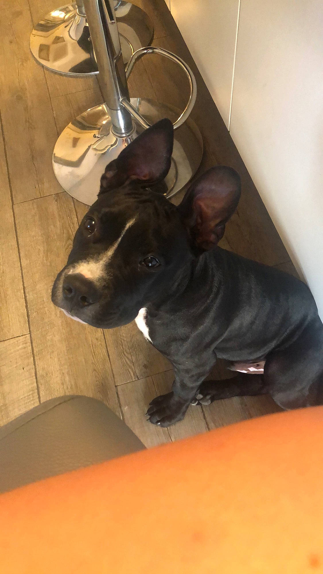 Heros a rejoint le concours — aidez-le/la à gagner de superbes lots ! american_hairless_terrier, american_pit_bull_terrier, canidae, carnivore, dog, dog_breed, ear, fawn, french_bulldog, mammal, non_sporting_group, snout