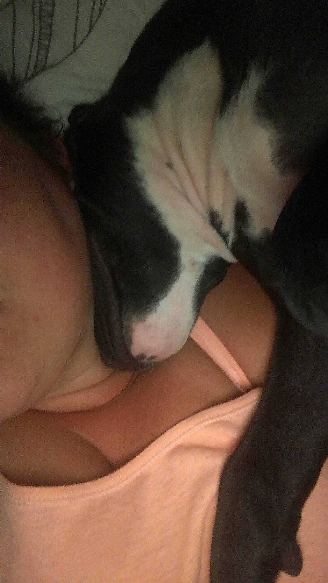 Heros a rejoint le concours — aidez-le/la à gagner de superbes lots ! black_hair, boston_terrier, canidae, carnivore, companion_dog, dog, dog_breed, ear, fawn, mouth, nap, non_sporting_group, nose, puppy, puppy_love, selfie, sleep, tail