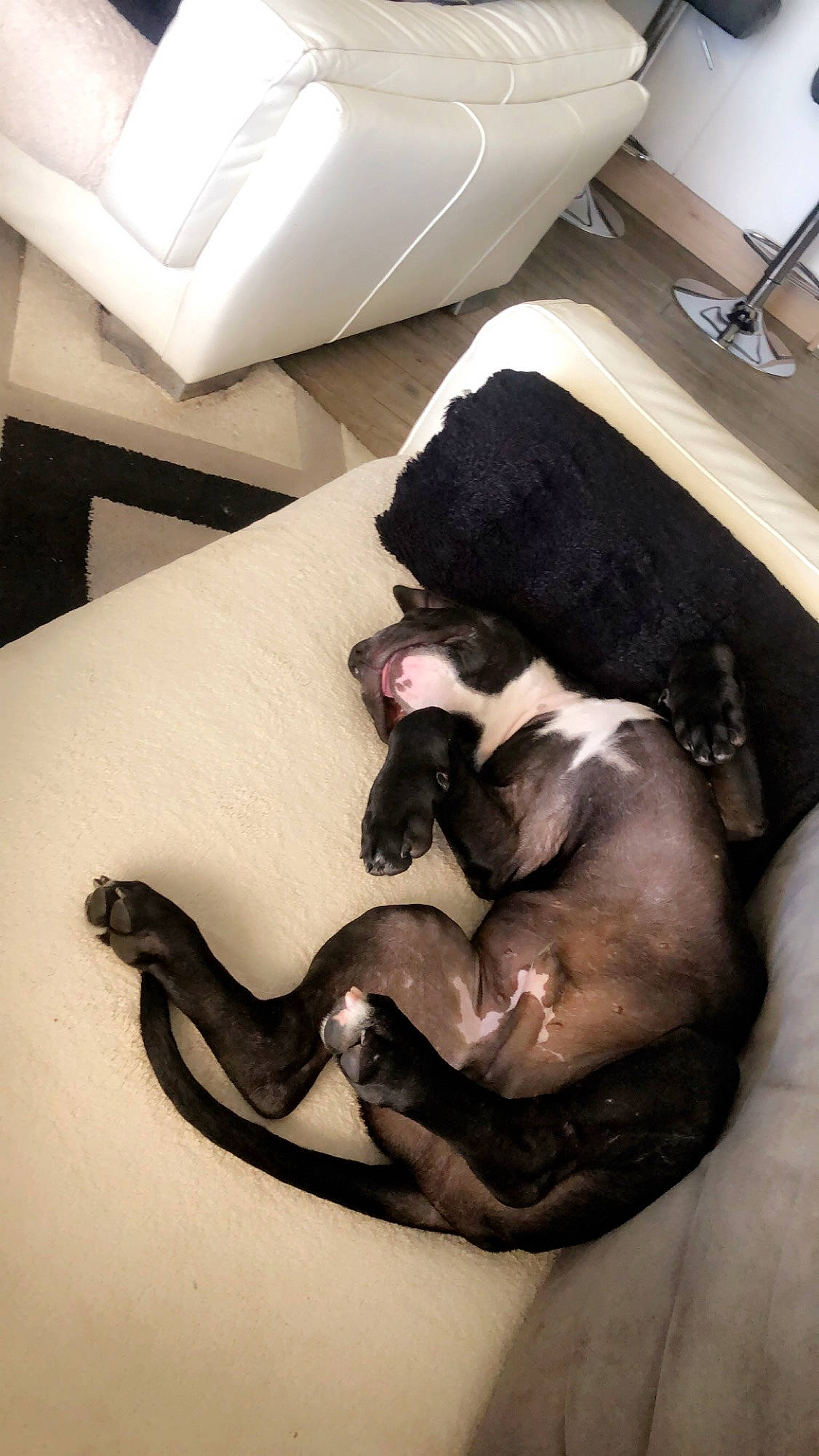 Heros a rejoint le concours — aidez-le/la à gagner de superbes lots ! canidae, carnivore, dog, fawn, muscle, non_sporting_group, sporting_group