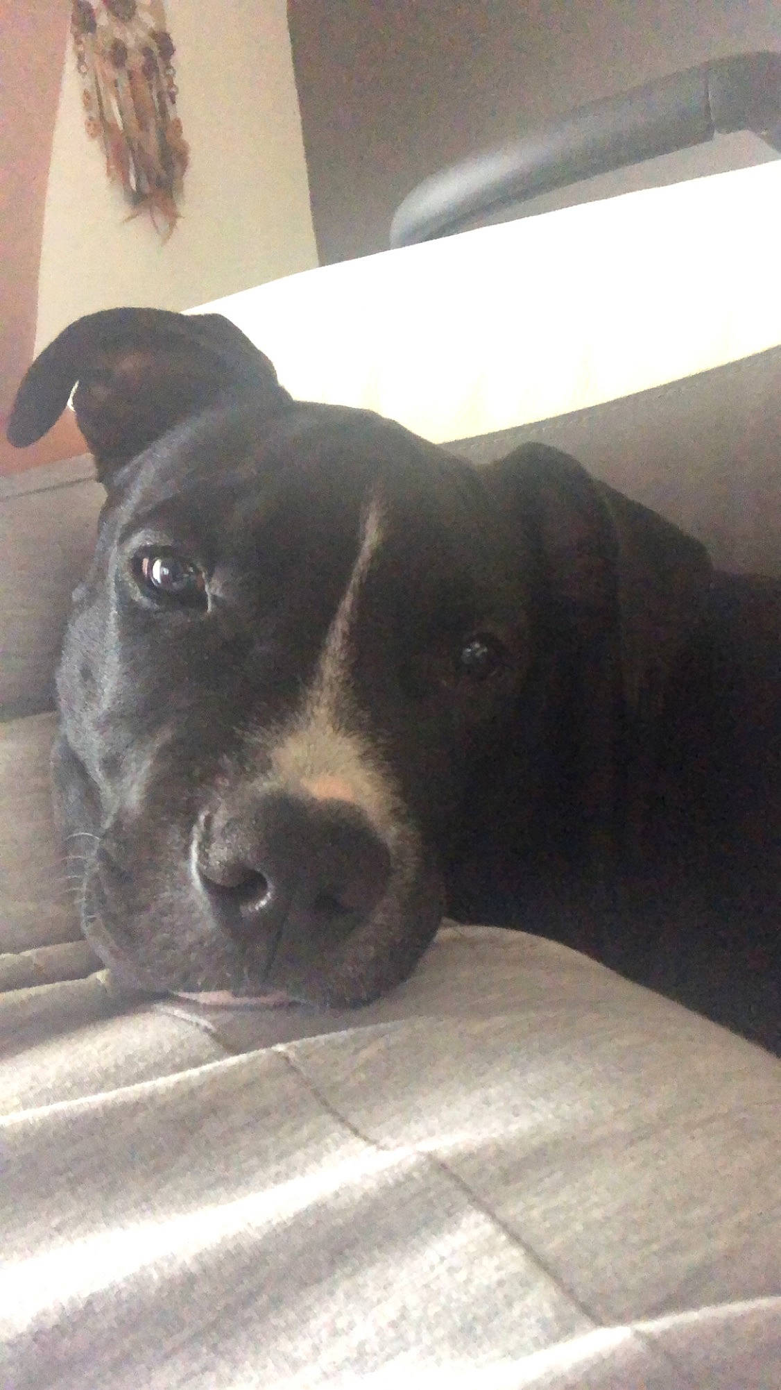 Heros participe au concours pour gagner de l'argent avec cette photo : american_pit_bull_terrier, american_staffordshire_terrier, borador, canidae, carnivore, dog, dog_breed, fawn, labrador_retriever, mammal, non_sporting_group, nose, patterdale_terrier, pit_bull, snout, sporting_group, staffordshire_bull_terrier, vertebrate, whiskers