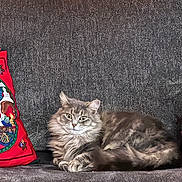 Silvie joined the competition — help win amazing prizes! cat, gray_cat, fluffy_cat, couch, sofa, pillow, red_pillow, holiday_decor, indoor, pet, animal, feline, relaxed, resting, fur, living_room, home, cozy, seated, portrait