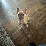 Ace joined the competition — help win amazing prizes! dog, puppy, french_bulldog, hardwood_floor, wood_grain, big_ears, looking_up, eyes, sitting, paws, indoor, pet, cute, small, brown_floor, shoe, couch_edge, floorboards, texture, portrait