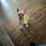 dog, puppy, french_bulldog, hardwood_floor, wood_grain, big_ears, looking_up, eyes, sitting, paws, indoor, pet, cute, small, brown_floor, shoe, couch_edge, floorboards, texture, portrait