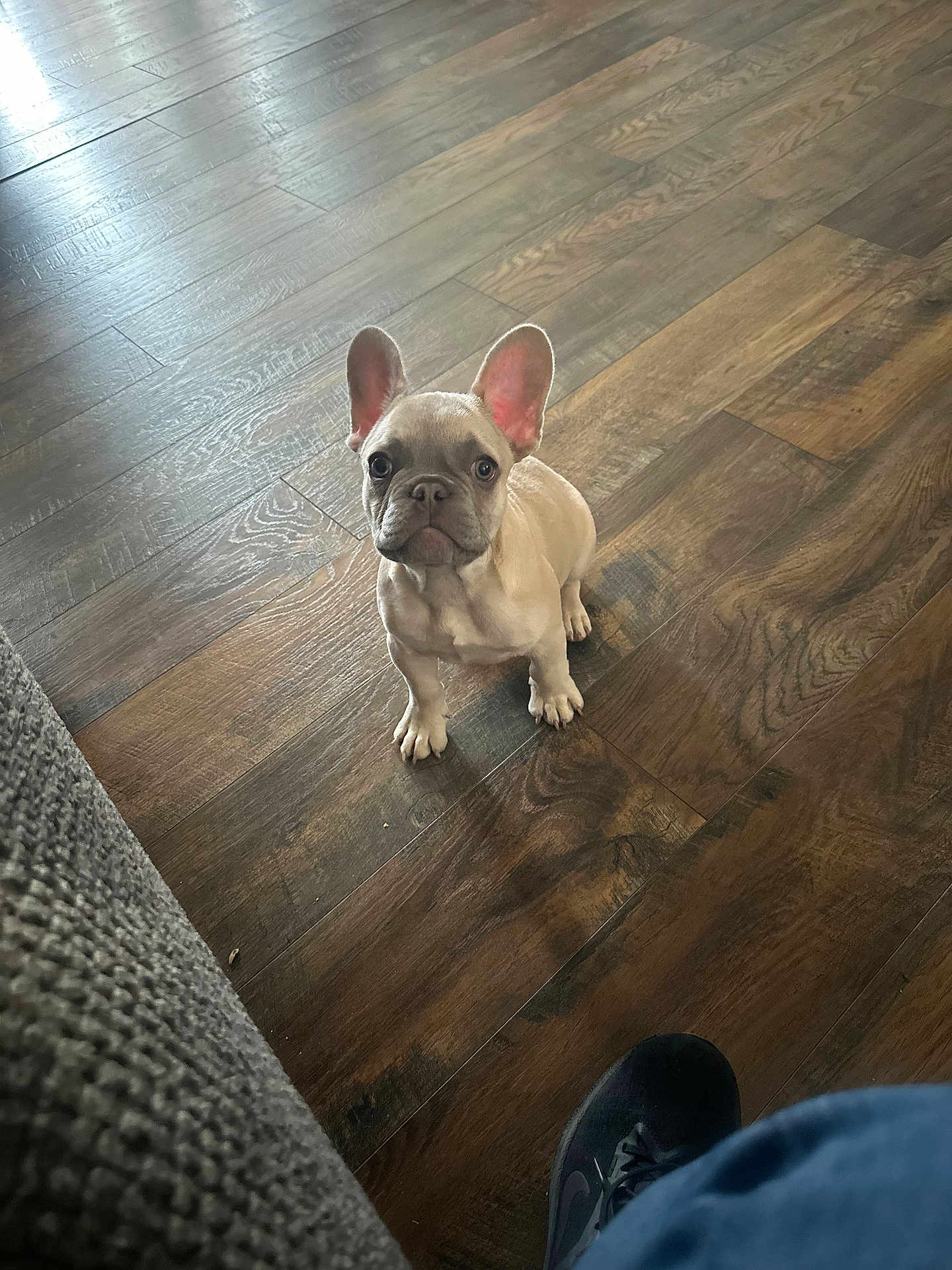 Ace joined the competition — help win amazing prizes! dog, puppy, french_bulldog, hardwood_floor, wood_grain, big_ears, looking_up, eyes, sitting, paws, indoor, pet, cute, small, brown_floor, shoe, couch_edge, floorboards, texture, portrait