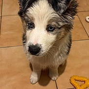 Tyson participe au concours pour gagner de l'argent avec cette photo : puppy, dog, blue_eyes, fluffy, indoor, tile_floor, pet_toy, yellow_toy, cute, young_dog, sitting, curious, animal, pet, fur, canine, companion, domestic_animal, playful, adorable