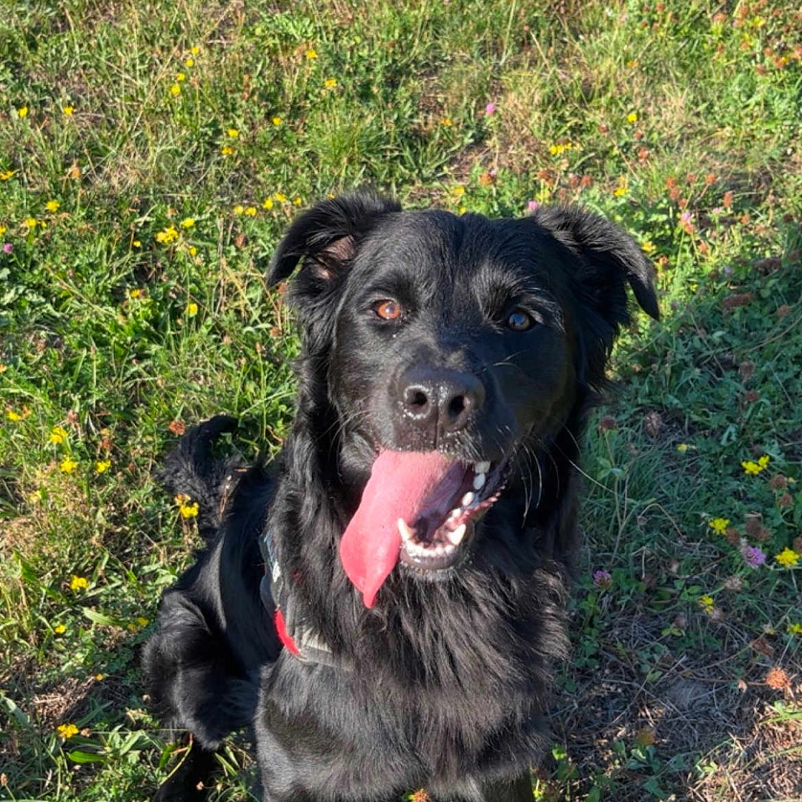 Tyson a rejoint le concours — aidez-le/la à gagner de superbes lots ! dog, black_dog, tongue_out, grass, flowers, sunlight, outdoor, pet, canine, happy, nature, animal, sitting, playful, daytime, fur, muzzle, ears, eyes, collar