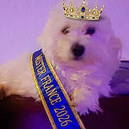 Balou a rejoint le concours — aidez-le/la à gagner de superbes lots ! dog, white_dog, fluffy, crown, pageant, sash, mister_france, costume, royalty, portrait, pet, canine, long_fur, blue_sash, gold_trim, purple_lighting, indoor, close_up, funny, groomed