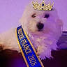 dog, white_dog, fluffy, crown, pageant, sash, mister_france, costume, royalty, portrait, pet, canine, long_fur, blue_sash, gold_trim, purple_lighting, indoor, close_up, funny, groomed