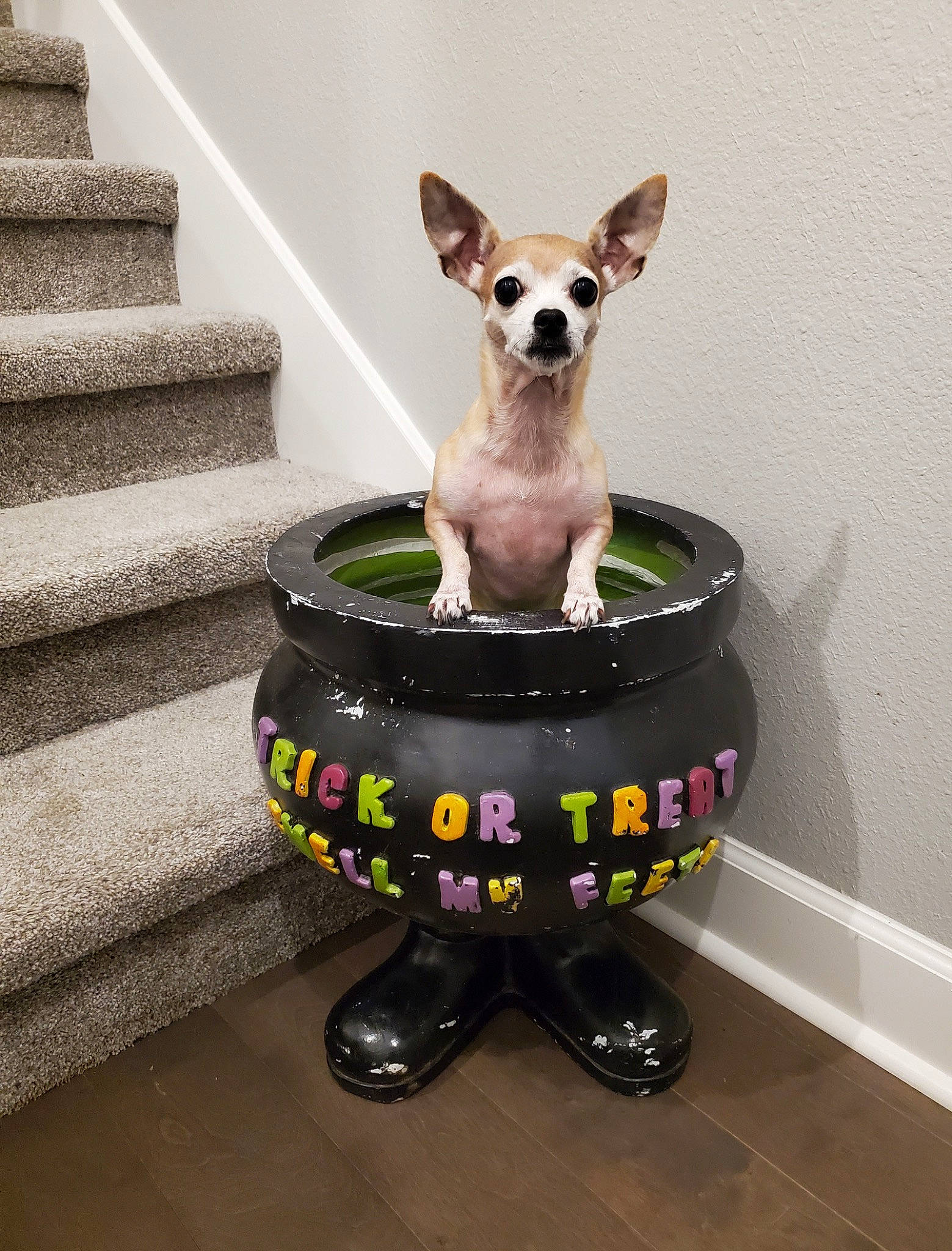 Zoey is registered to the contest to win money with this photo: canidae, carnivore, chihuahua, companion_dog, dog, dog_breed, dog_supply, drinkware, eyewear, fawn, font, pet_supply, serveware, snout, sporting_group, stairs, tail, toy_dog, whiskers, working_animal
