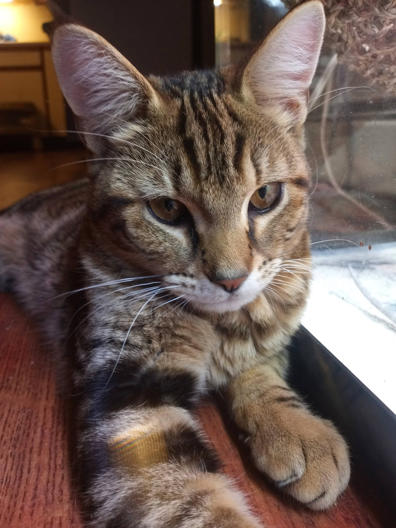 Simba joined the competition — help win amazing prizes! carnivore, cat, claw, domestic_short_haired_cat, felidae, fur, hardwood, paw, sitting, small_to_medium_sized_cats, snout, tail, terrestrial_animal, whiskers, window, wood