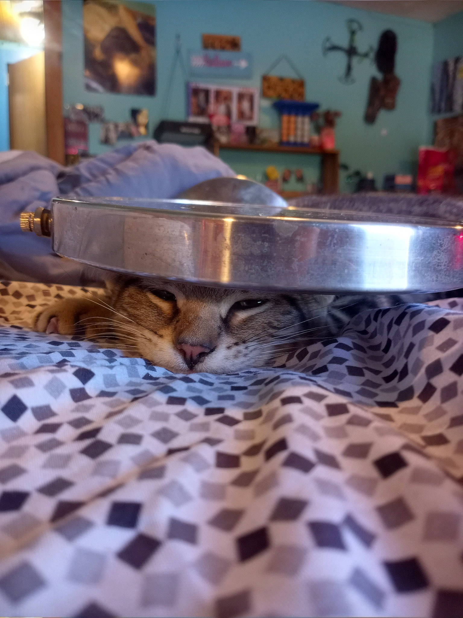 Simba is registered to the contest to win money with this photo: comfort, drinkware, felidae, floor, flooring, house, interior_design, linens, pattern, plate, purple, room, serveware, small_to_medium_sized_cats, table, tablecloth, tableware, textile, whiskers, wood