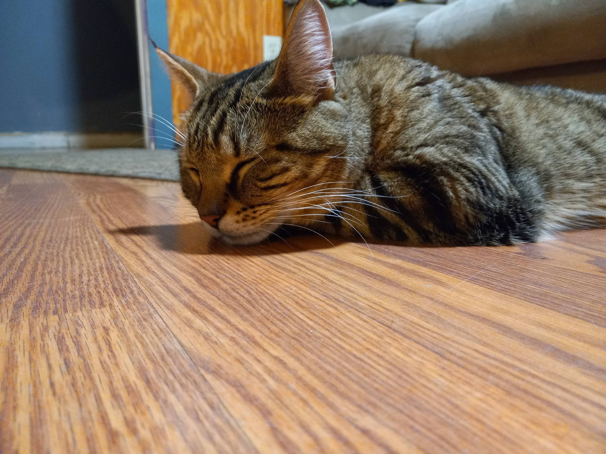 Simba is registered to the contest to win money with this photo: carnivore, cat, claw, comfort, domestic_short_haired_cat, eye, fawn, felidae, flooring, fur, hardwood, small_to_medium_sized_cats, snout, tail, terrestrial_animal, varnish, whiskers, wood, wood_flooring, wood_stain