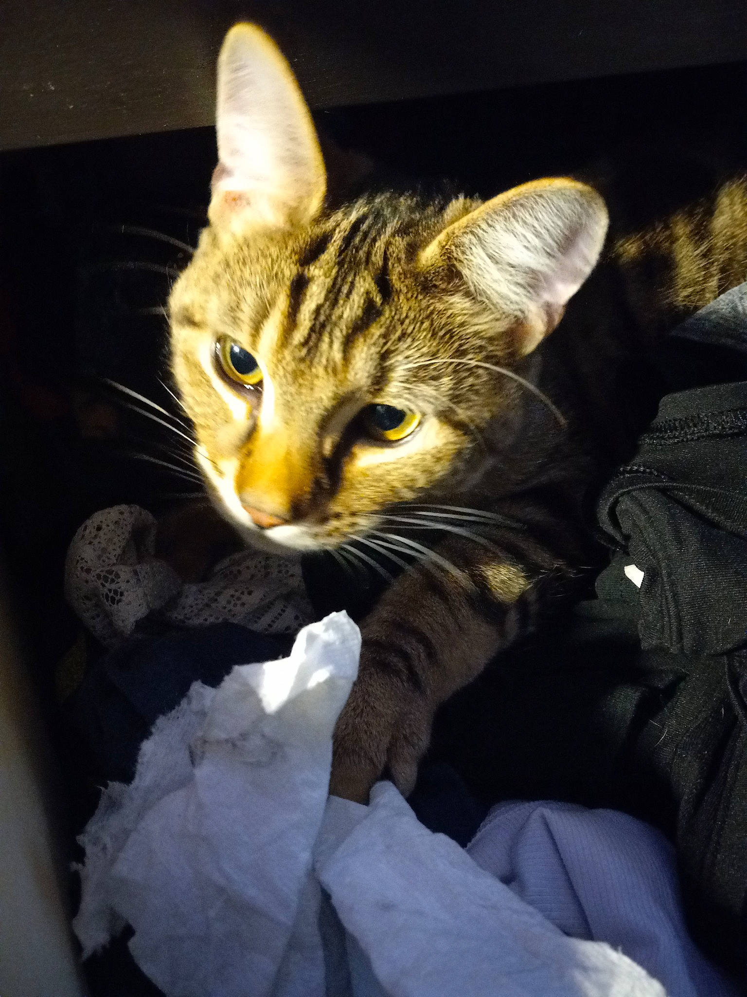 Simba joined the competition — help win amazing prizes! carnivore, cat, claw, darkness, domestic_short_haired_cat, felidae, fur, gesture, paw, sitting, small_to_medium_sized_cats, snout, terrestrial_animal, whiskers, window