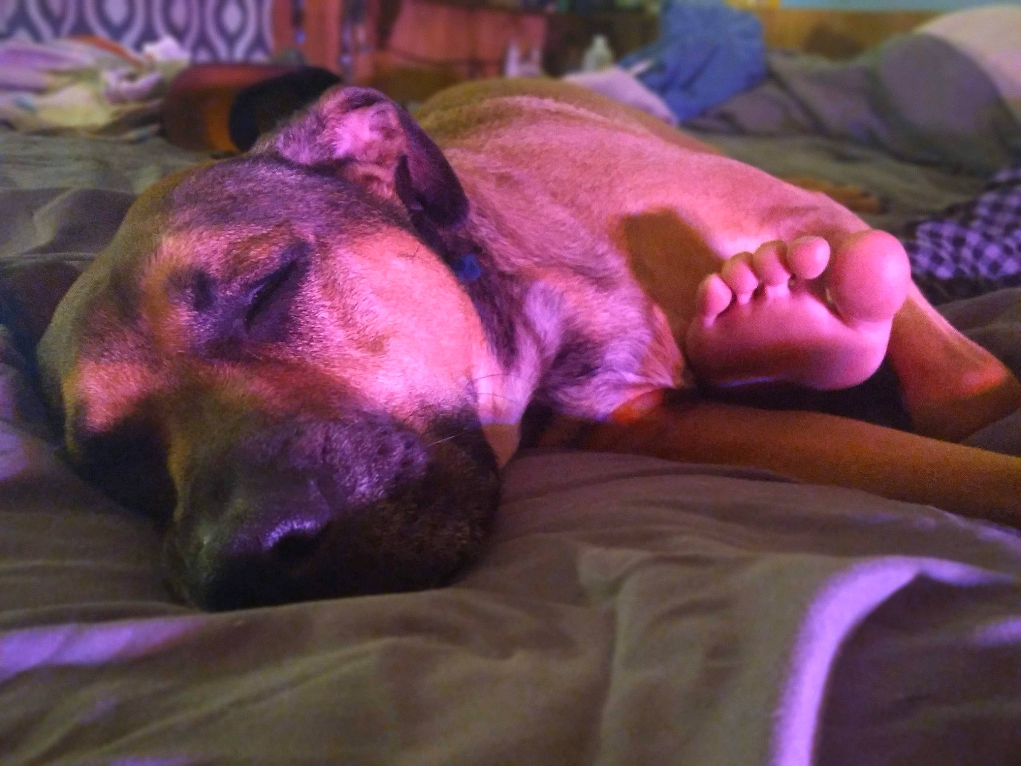 Diesel joined the competition — help win amazing prizes! canidae, carnivore, comfort, companion_dog, dog, dog_breed, dog_supply, fawn, flesh, fur, guard_dog, liver, magenta, purple, snout, sporting_group, terrestrial_animal, toy_dog, whiskers, wrinkle