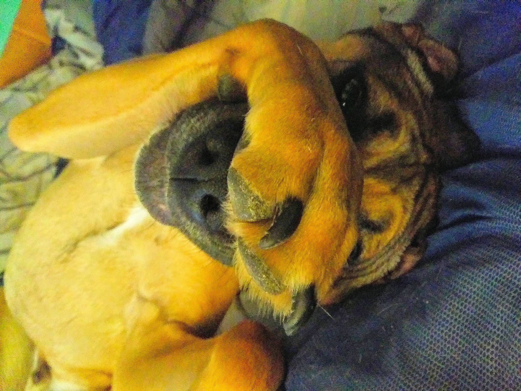 Diesel joined the competition — help win amazing prizes! canidae, carnivore, claw, comfort, companion_dog, dog, dog_breed, ear, fawn, fur, nap, paw, plant, sleep, snout, sporting_group, terrestrial_animal, toy_dog, whiskers, wrinkle