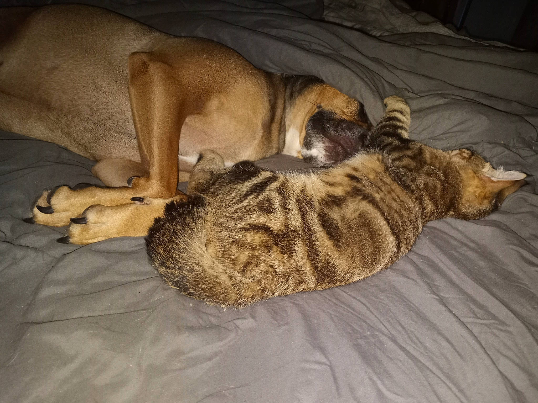 Diesel is registered to the contest to win money with this photo: big_cats, canidae, carnivore, cat, comfort, dog_breed, domestic_short_haired_cat, fawn, felidae, fur, hardwood, nap, paw, small_to_medium_sized_cats, snout, tail, terrestrial_animal, whiskers, wildlife, wood