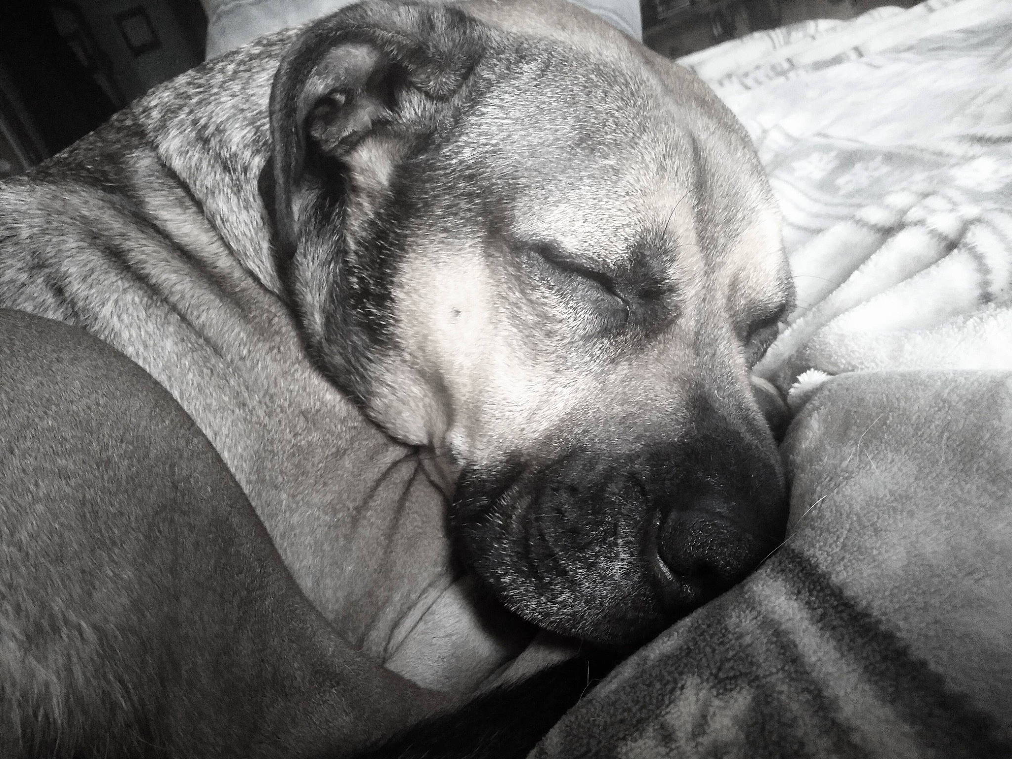 Diesel is registered to the contest to win money with this photo: black_and_white, bored, carnivore, comfort, companion_dog, dog, dog_breed, ear, fawn, fur, grey, jaw, monochrome, monochrome_photography, snout, sporting_group, style, whiskers, working_animal, wrinkle