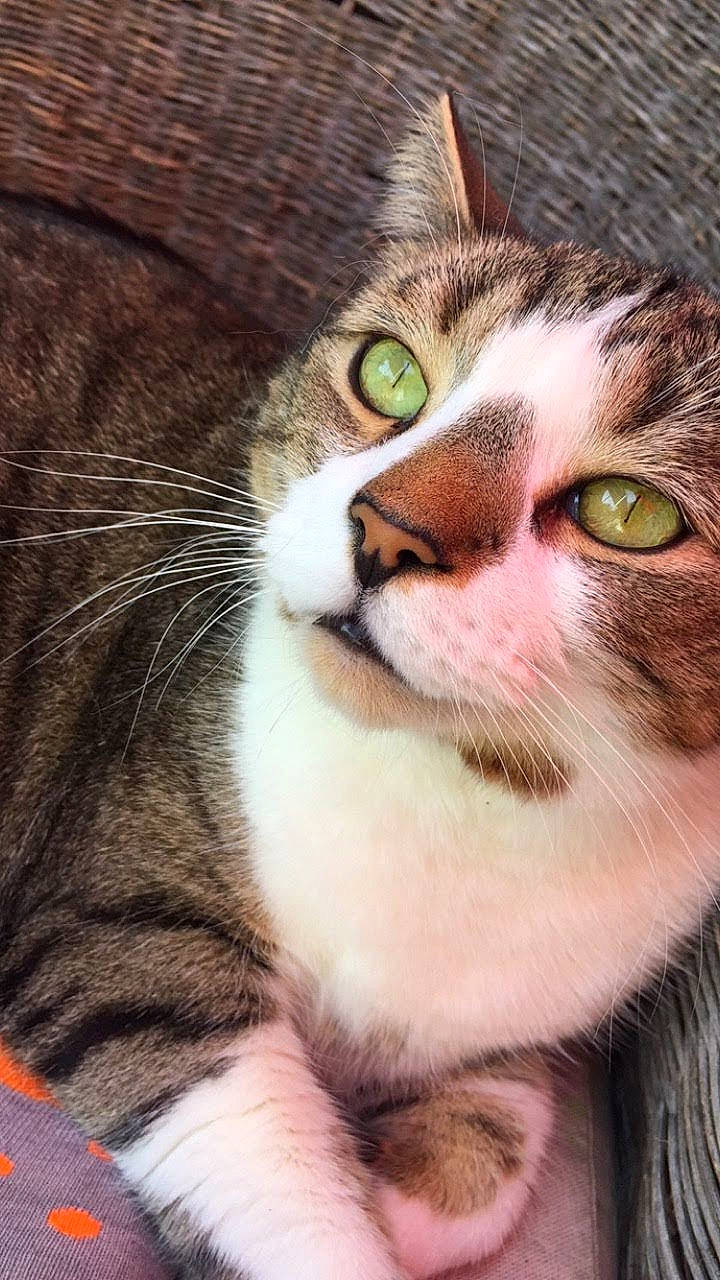 Brutus is registered to the contest to win money with this photo: art, carnivore, cat, close_up, domestic_short_haired_cat, felidae, fur, grass, paw, photo_caption, plant, small_to_medium_sized_cats, snout, tail, terrestrial_animal, tree, whiskers, wildlife, window