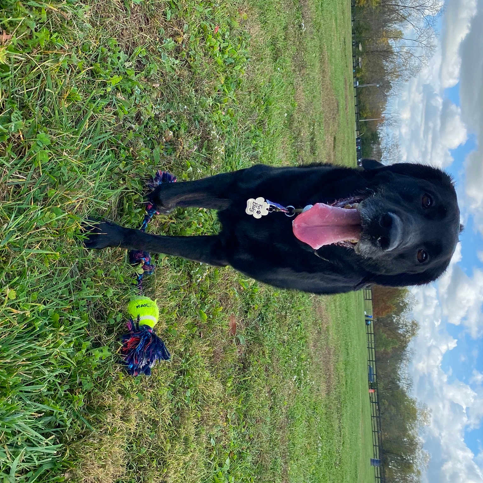 Jazzmin is registered to the contest to win money with this photo: dog_breed, field, grass, grass_family, grassland, lawn, people_in_nature, shadow, sporting_group, walking_shoe