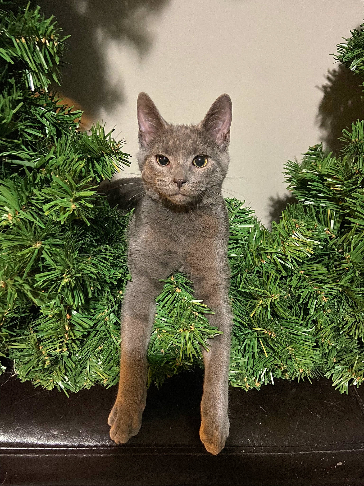 Church is registered to the contest to win money with this photo: carnivore, cat, domestic_short_haired_cat, evergreen, eye, fawn, felidae, fur, grass, plant, small_to_medium_sized_cats, snout, tail, terrestrial_animal, terrestrial_plant, tree, twig, whiskers, wildlife, window