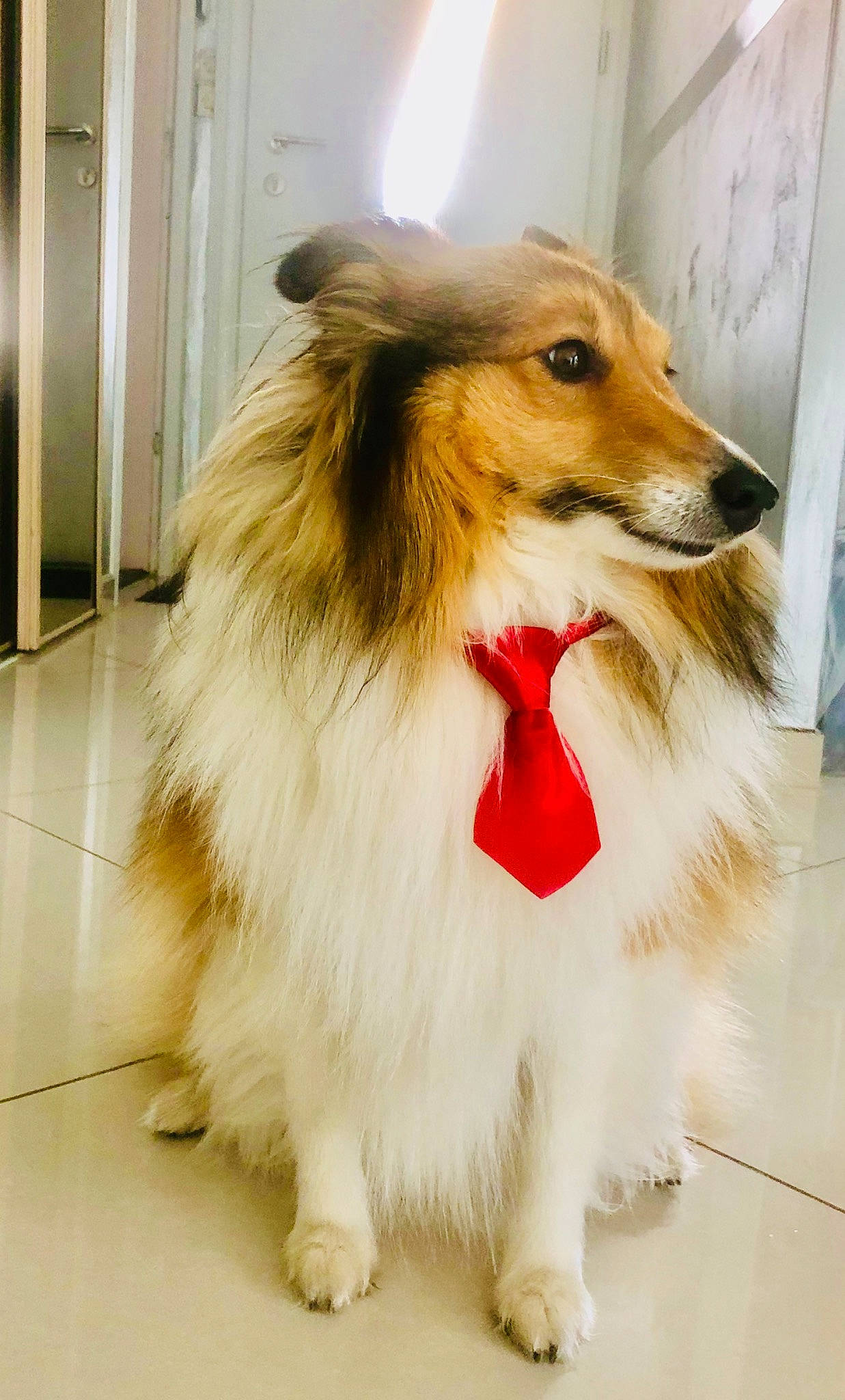 Nice participe au concours pour gagner de l'argent avec cette photo : canidae, carnivore, collie, companion_dog, dog, dog_breed, mammal, rare_breed_dog, rough_collie, scotch_collie, shetland_sheepdog, snout, vertebrate