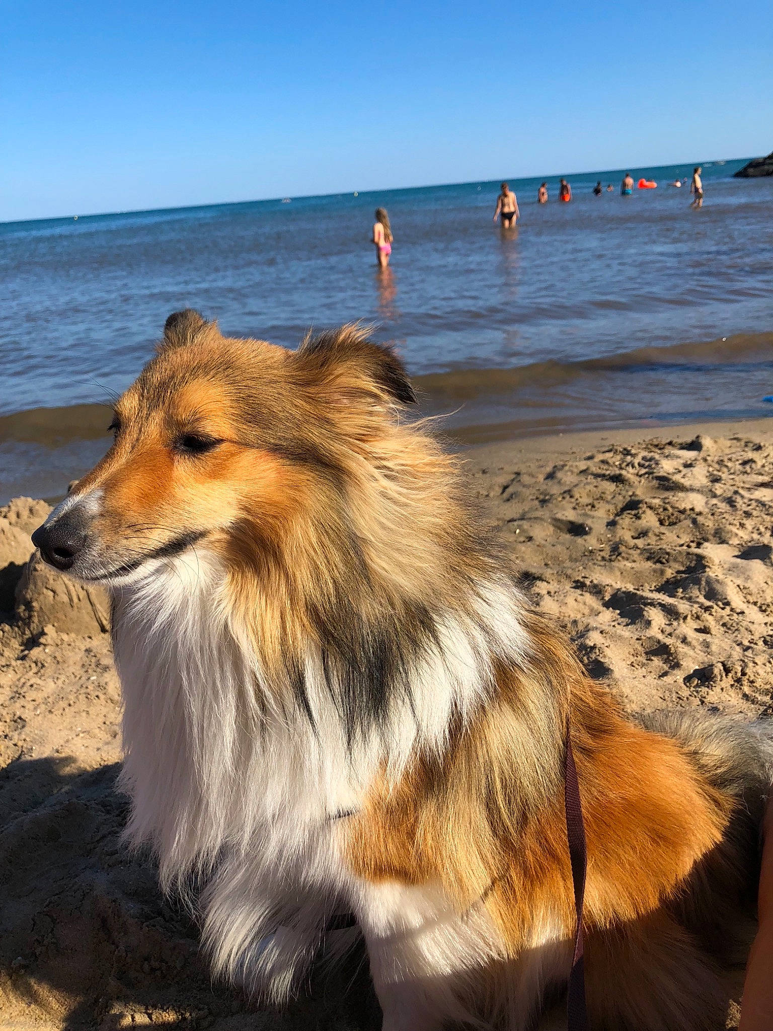 Nice a rejoint le concours — aidez-le/la à gagner de superbes lots ! canidae, carnivore, collie, companion_dog, dog, dog_breed, herding_dog, mammal, rough_collie, scotch_collie, shetland_sheepdog, silken_windhound, vertebrate