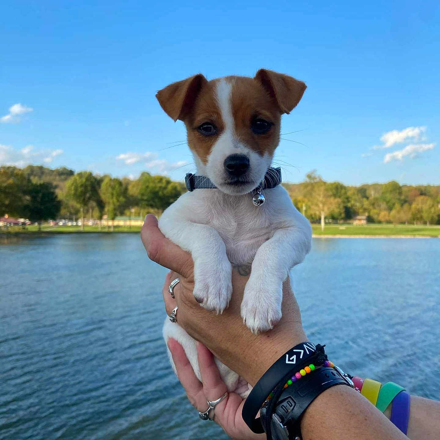 Mazikeen Azara is registered to the contest to win money with this photo: accessories, animal, arm, bodypart, bracelet, canine, dog, hound, jewelry, lake, nature, outdoors, person, pet, puppy, scenery, sky, strap, water, wristwatch