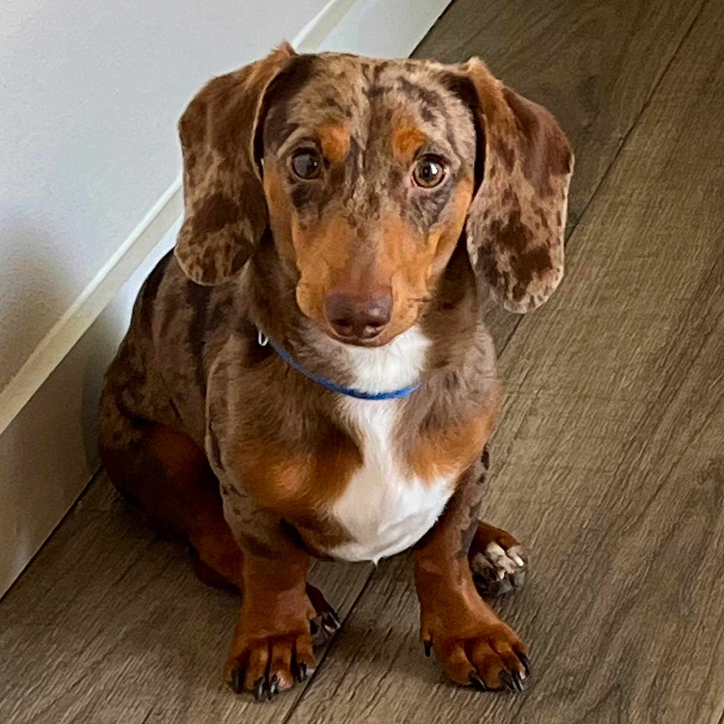 Coco