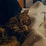 cat, tabby, sleeping, blanket, cozy, indoor, furniture, soft_lighting, relaxation, paw, whiskers, fur, bedroom, comfort, peaceful, animal, domestic_cat, resting, warm, cute