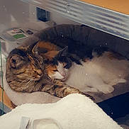Kia participe au concours pour gagner de l'argent avec cette photo : cat, cats, pet, animal, feline, snuggling, bed, cozy, indoor, shelf, orange_heart_emoji, fur, tabby_cat, calico_cat, resting, cute, companion, sleepy, domestic, cute_animals