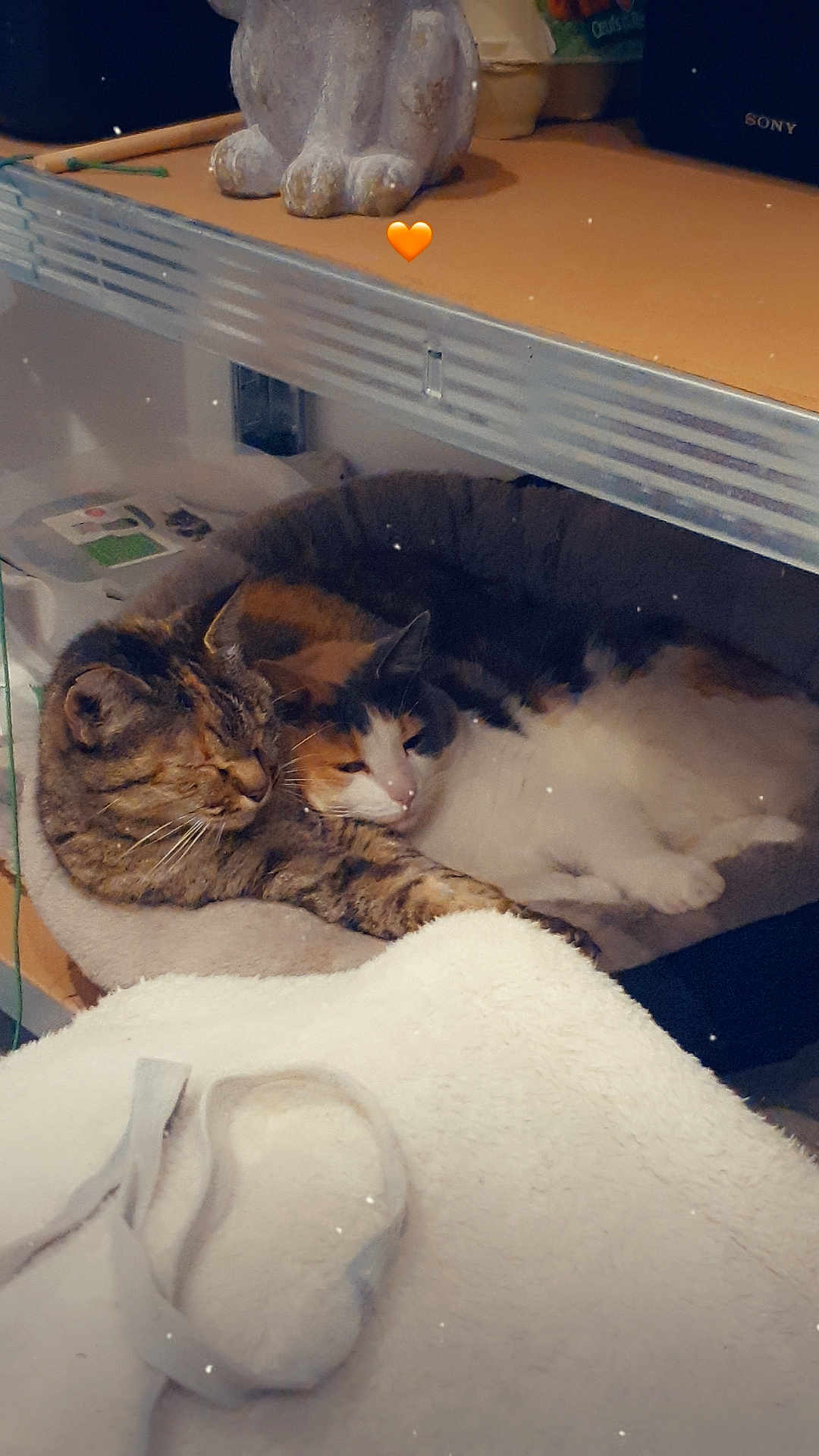 Kia participe au concours pour gagner de l'argent avec cette photo : cat, cats, pet, animal, feline, snuggling, bed, cozy, indoor, shelf, orange_heart_emoji, fur, tabby_cat, calico_cat, resting, cute, companion, sleepy, domestic, cute_animals