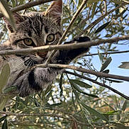 Zézette participe au concours pour gagner de l'argent avec cette photo : cat, kitten, tabby, animal, outdoor, tree, branch, leaves, nature, curious, climbing, paw, eyes, wildlife, daylight, closeup, feline, plant, greenery, young