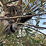 animal, branch, cat, climbing, closeup, curious, daylight, eyes, feline, greenery, kitten, leaves, nature, outdoor, paw, plant, tabby, tree, wildlife, young