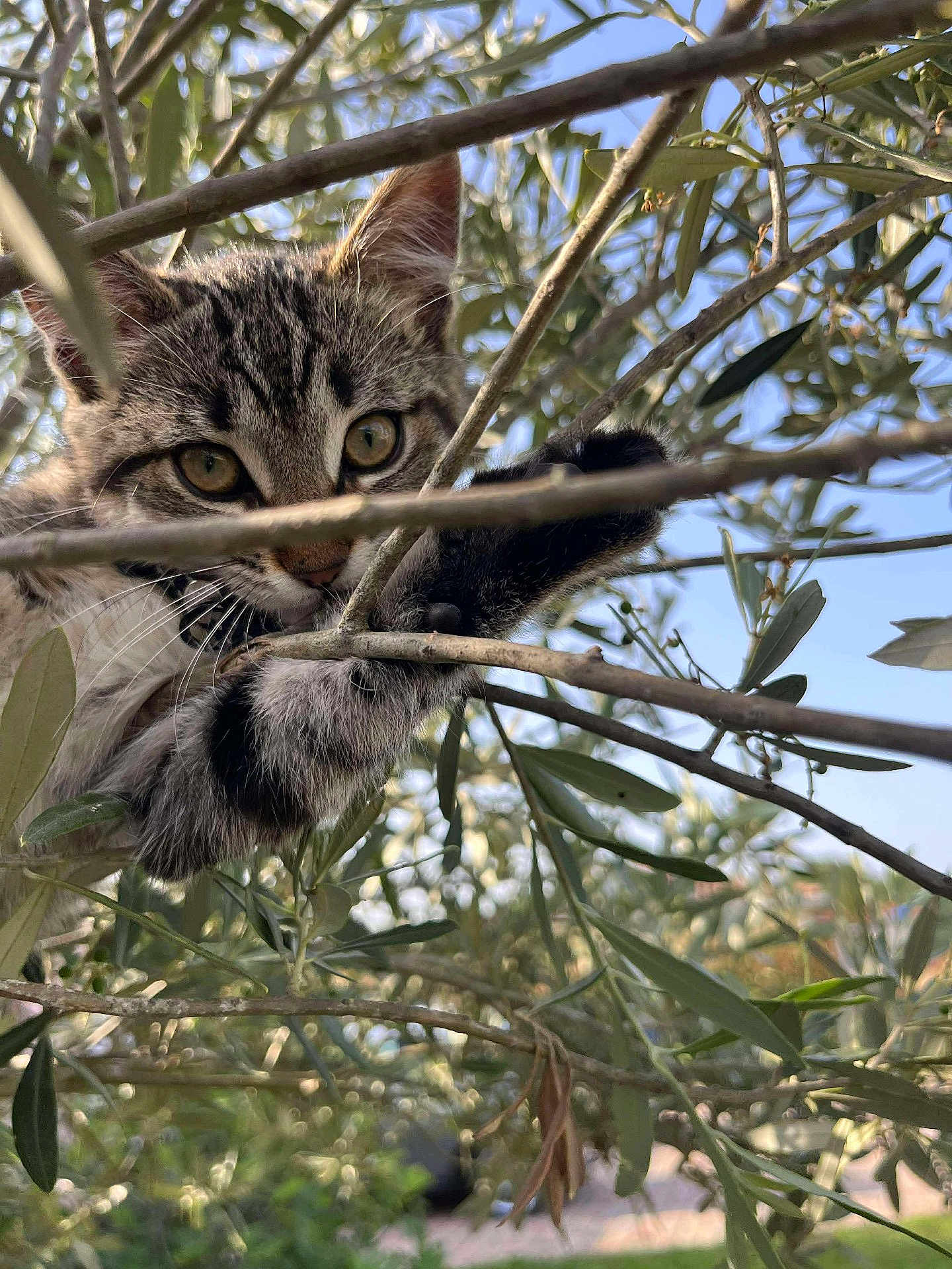 Zézette participe au concours pour gagner de l'argent avec cette photo : cat, kitten, tabby, animal, outdoor, tree, branch, leaves, nature, curious, climbing, paw, eyes, wildlife, daylight, closeup, feline, plant, greenery, young