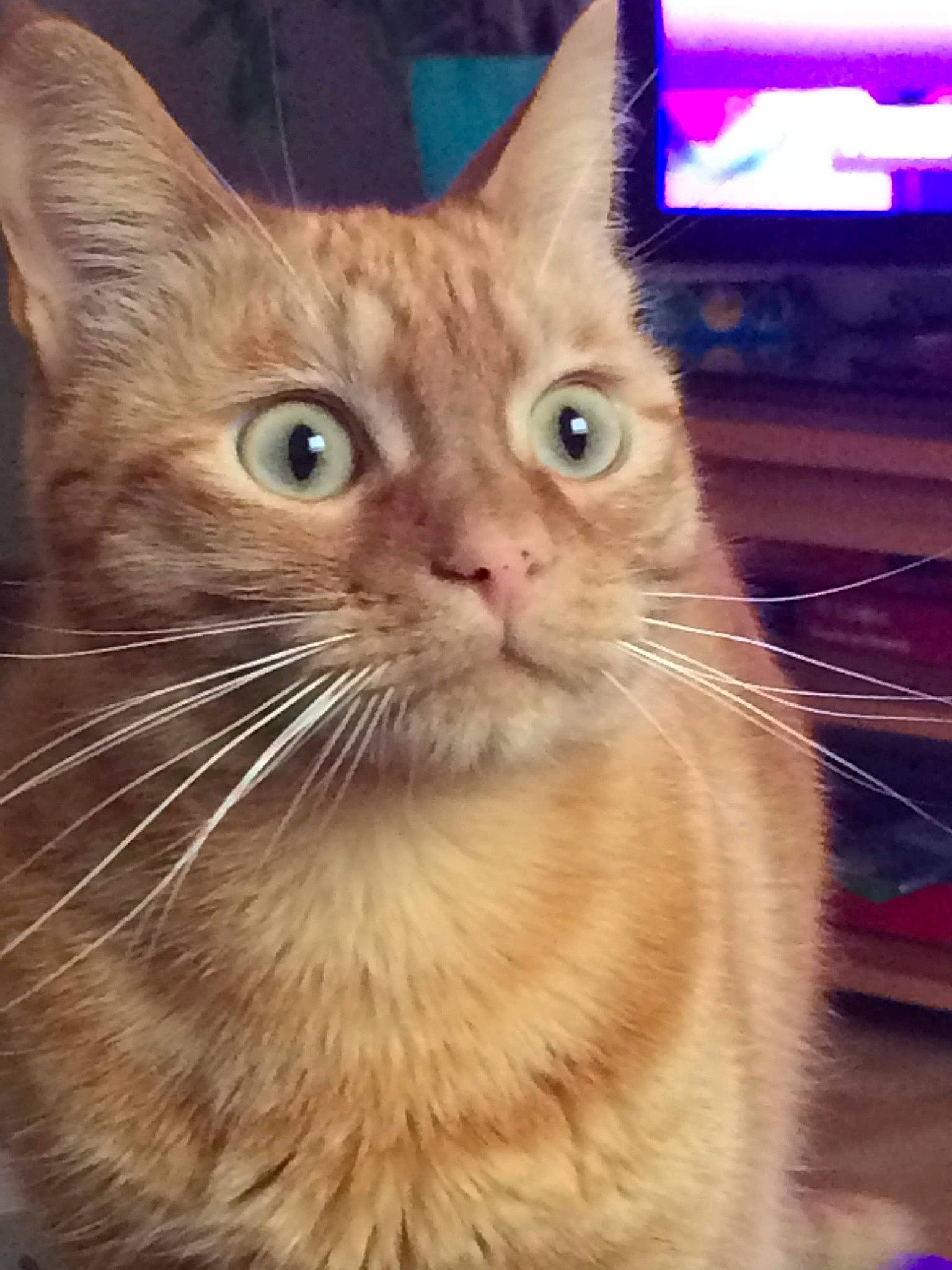 Kefta participe au concours pour gagner de l'argent avec cette photo : aegean_cat, arabian_mau, asian, australian_mist, carnivore, cat, close_up, domestic_short_haired_cat, european_shorthair, eye, fawn, felidae, fur, mammal, ojos_azules, small_to_medium_sized_cats, snout, tabby_cat, vertebrate, whiskers