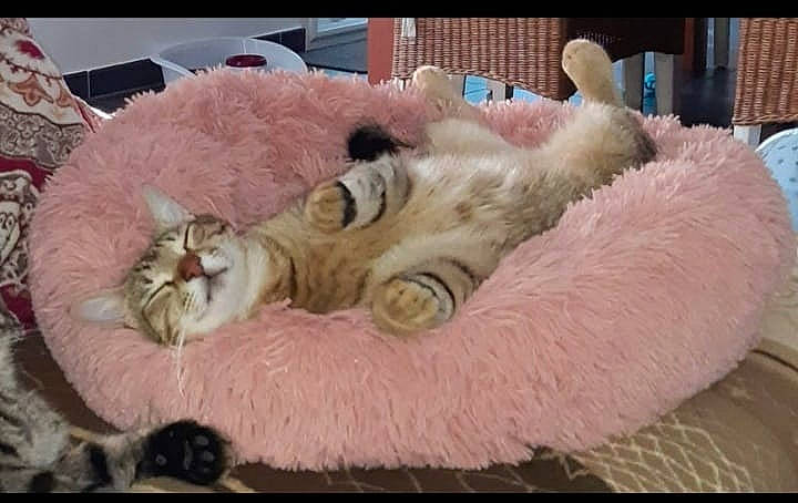 Guizmo participe au concours pour gagner de l'argent avec cette photo : bed, carnivore, cat, cat_bed, cat_supply, claw, comfort, companion_dog, couch, domestic_short_haired_cat, fawn, felidae, fur, linens, nap, paw, small_to_medium_sized_cats, snout, tail, whiskers