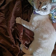 Blue is registered to the contest to win money with this photo: cat, animal, pet, feline, blue_eyes, blanket, brown, soft, resting, indoor, cute, curious, closeup, fur, whiskers, collar, pillow, text_pattern, cozy, relaxed