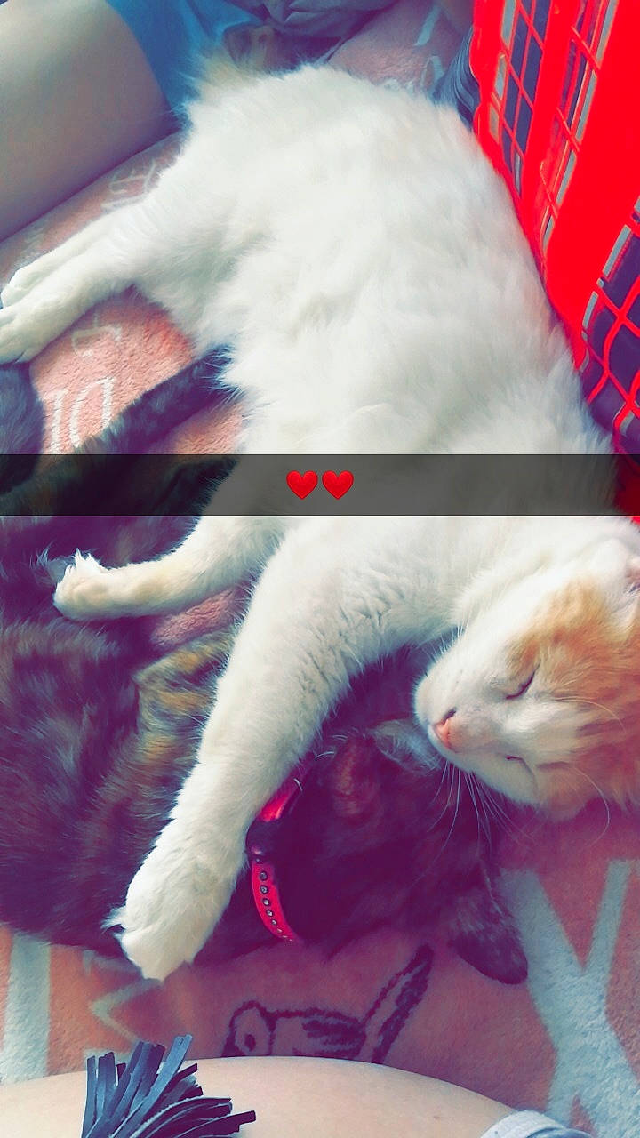 Otity a rejoint le concours — aidez-le/la à gagner de superbes lots ! carnivore, cat, colorpoint_shorthair, fawn, felidae, fur, khao_manee, kitten, persian, small_to_medium_sized_cats, tail, turkish_angora, turkish_van, whiskers