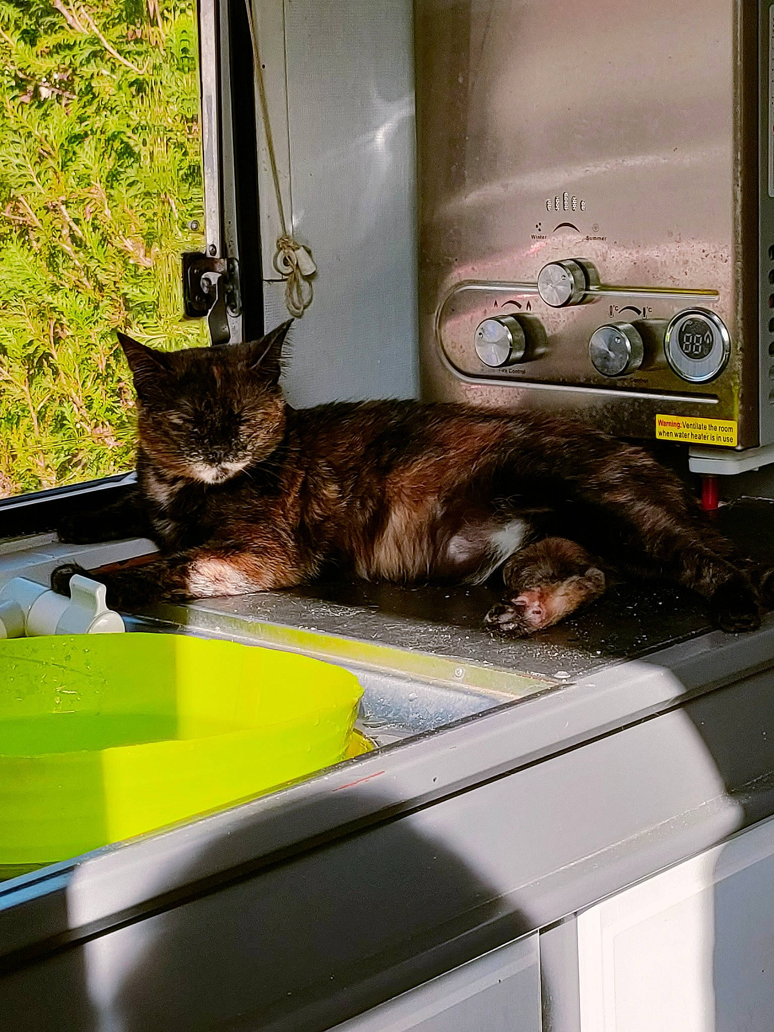 Otity participe au concours pour gagner de l'argent avec cette photo : automotive_design, automotive_exterior, carnivore, cat, domestic_short_haired_cat, felidae, fender, glass, mammal, motor_vehicle, plant, small_to_medium_sized_cats, tail, tire, vehicle, vehicle_door, vertebrate, whiskers, window, windshield