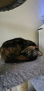 Otity a rejoint le concours — aidez-le/la à gagner de superbes lots ! canidae, carnivore, cat, ear, felidae, fur, furniture, nap, room, sleep, small_to_medium_sized_cats, snout, tail