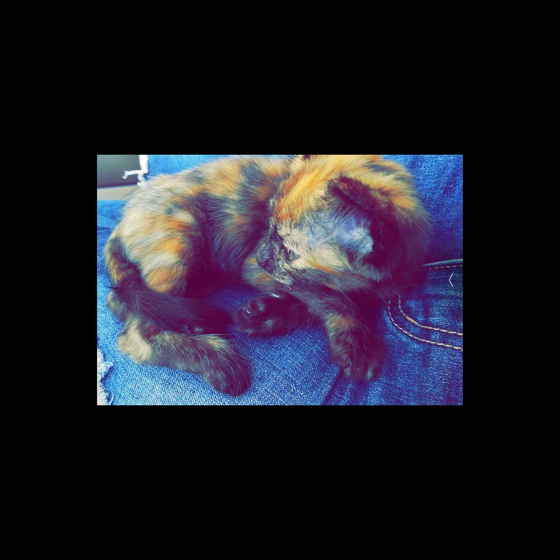 Otity participe au concours pour gagner de l'argent avec cette photo : darkness, ear, fictional_character, fur, organism, sky