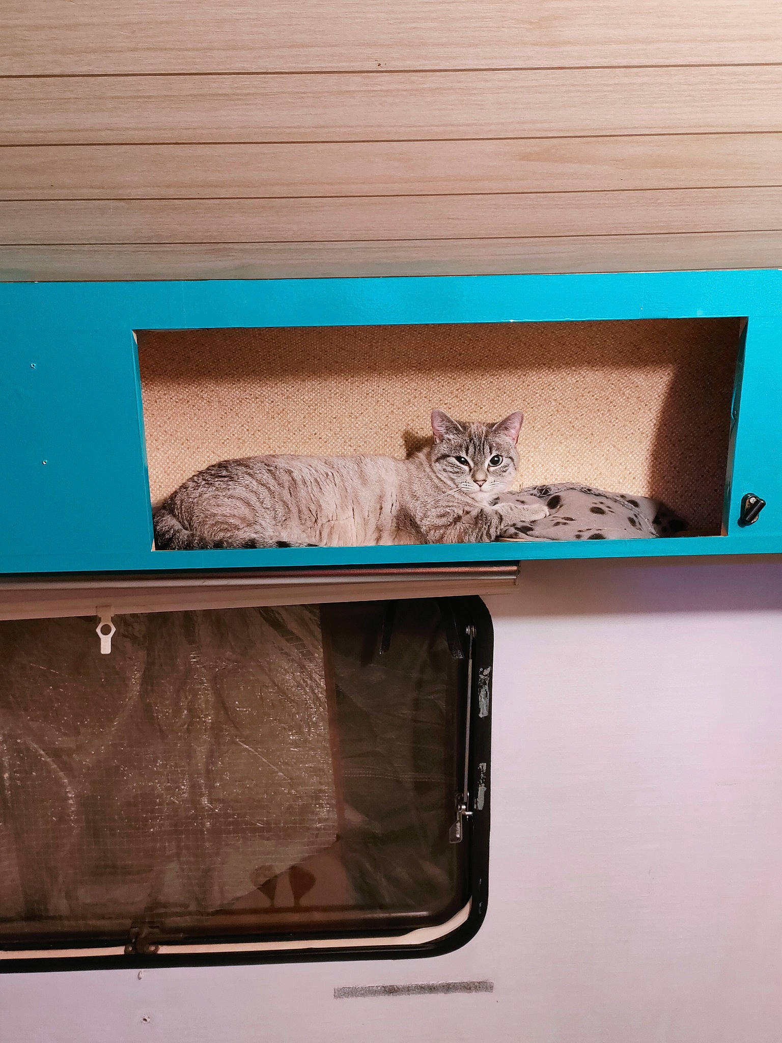Pralina participe au concours pour gagner de l'argent avec cette photo : beauty, box, brown, carnivore, cat, design, fawn, felidae, fur, metal, pattern, rectangle, room, small_to_medium_sized_cats, tints_and_shades, vehicle_door, visual_arts, wallet, whiskers, wood
