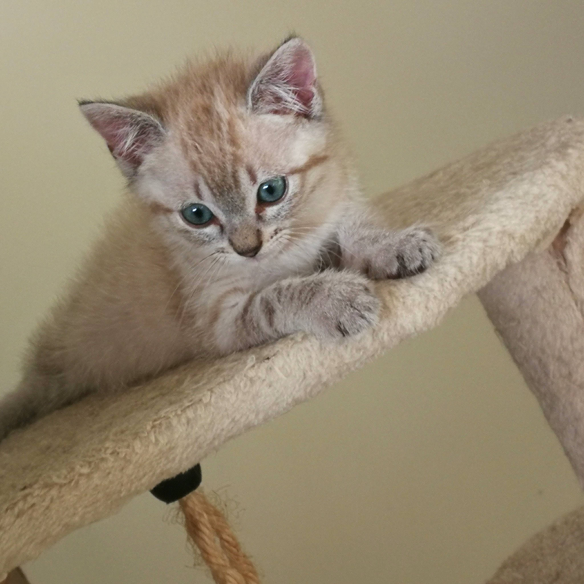 Pralina participe au concours pour gagner de l'argent avec cette photo : asian, australian_mist, burmilla, carnivore, cat, domestic_short_haired_cat, ear, european_shorthair, eye, fawn, felidae, kitten, mammal, ojos_azules, small_to_medium_sized_cats, tail, thai, tonkinese, vertebrate, whiskers