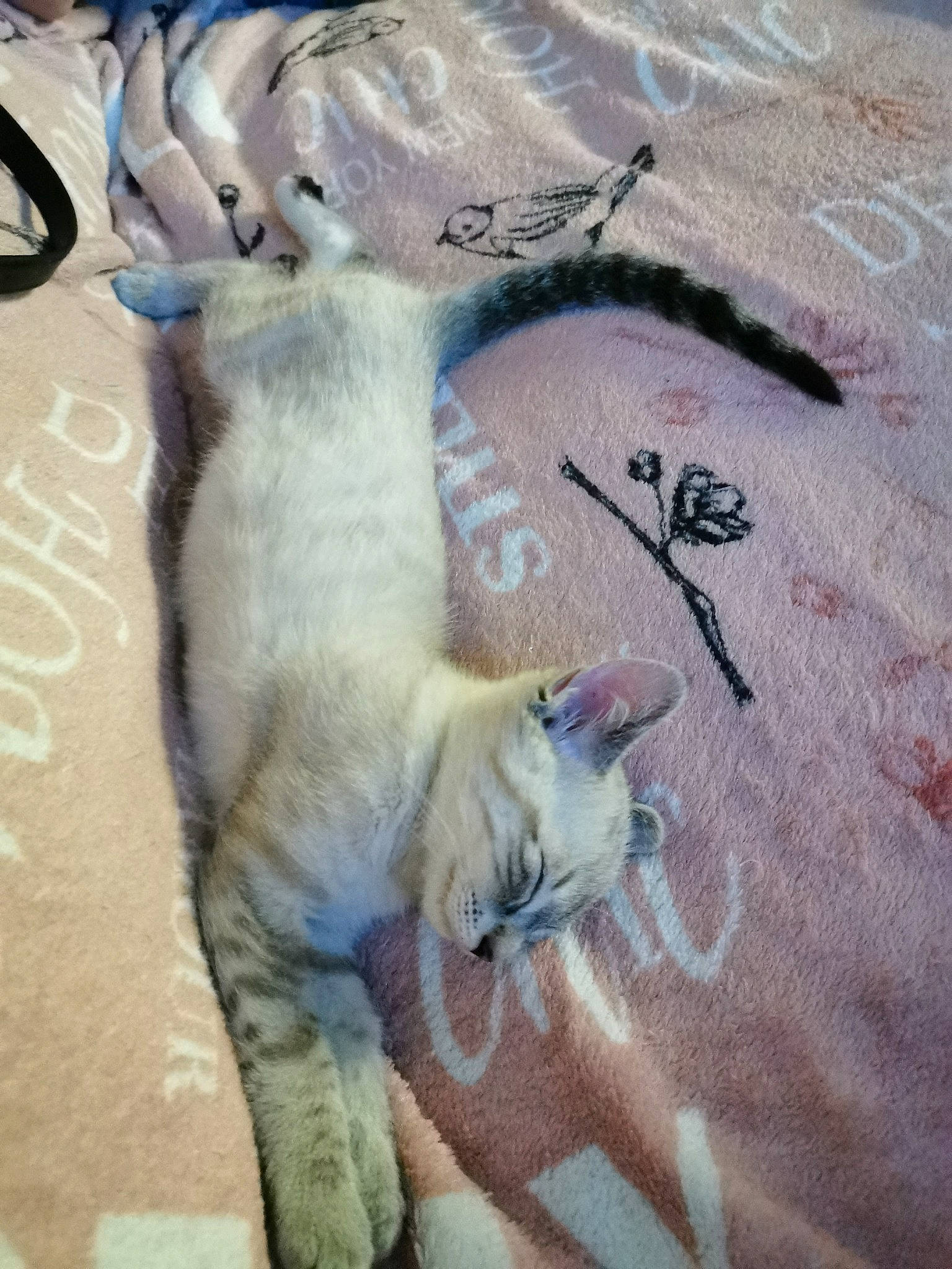 Pralina participe au concours pour gagner de l'argent avec cette photo : aegean_cat, asian, burmilla, carnivore, cat, claw, colorpoint_shorthair, domestic_short_haired_cat, european_shorthair, fawn, felidae, fur, kitten, ojos_azules, paw, polydactyl_cat, small_to_medium_sized_cats, tail, whiskers