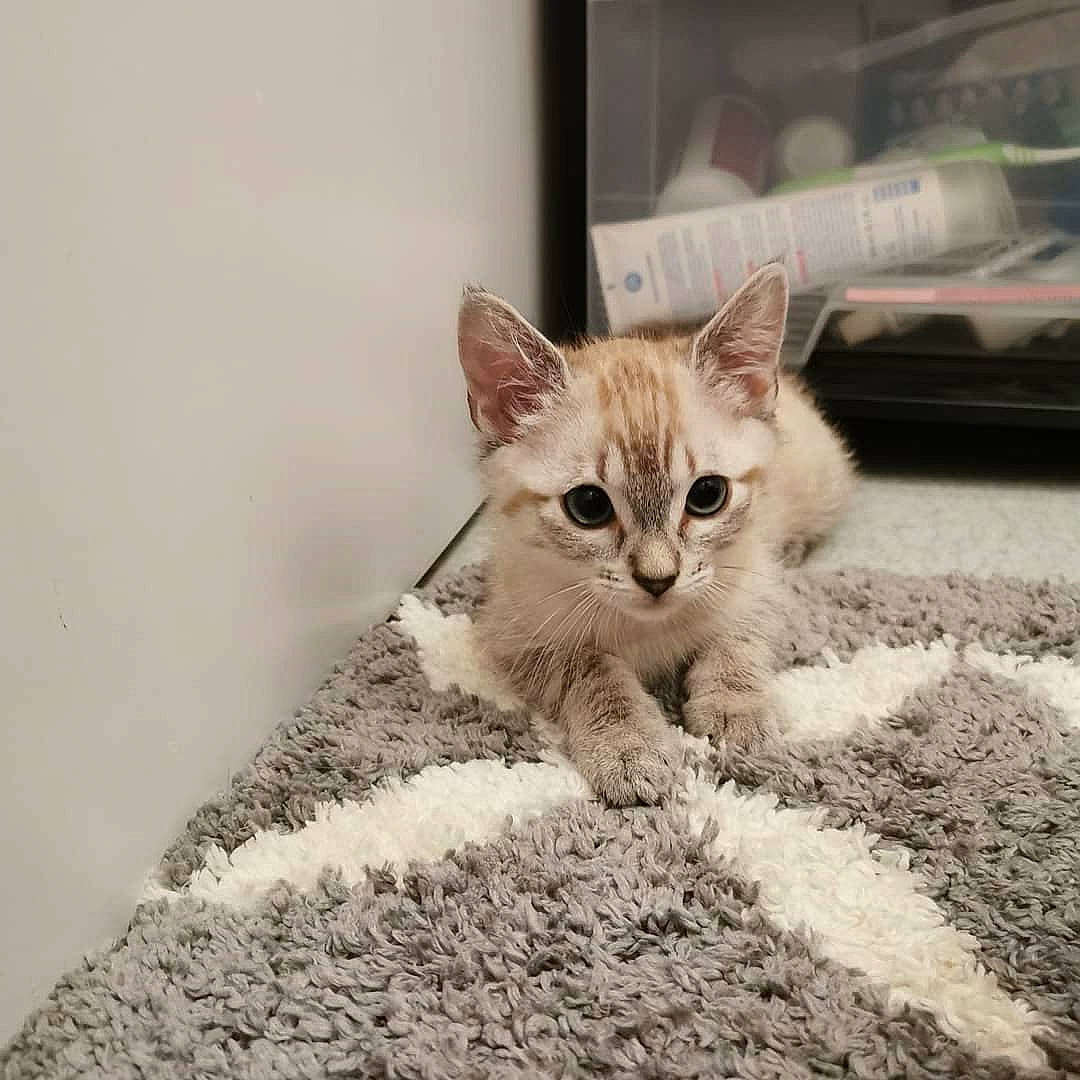 Pralina participe au concours pour gagner de l'argent avec cette photo : aegean_cat, asian, british_semi_longhair, burmilla, carnivore, cat, domestic_short_haired_cat, dragon_li, ear, european_shorthair, fawn, felidae, fur, kitten, mammal, ojos_azules, small_to_medium_sized_cats, tabby_cat, whiskers