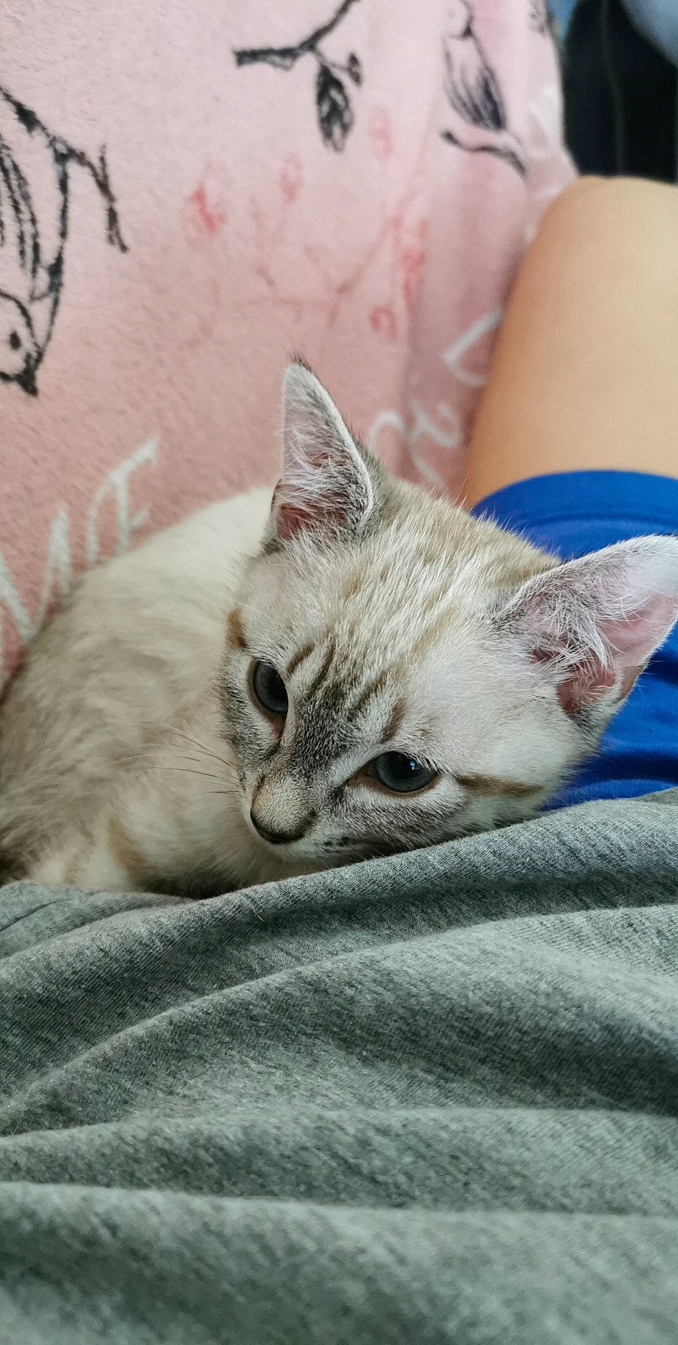 Pralina a rejoint le concours — aidez-le/la à gagner de superbes lots ! asian, australian_mist, burmilla, carnivore, cat, colorpoint_shorthair, domestic_short_haired_cat, european_shorthair, fawn, felidae, german_rex, kitten, mammal, nap, ojos_azules, singapura, small_to_medium_sized_cats, thai, whiskers